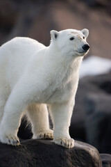 Fototapeta premium Polar Bear, Svalbard, Norway