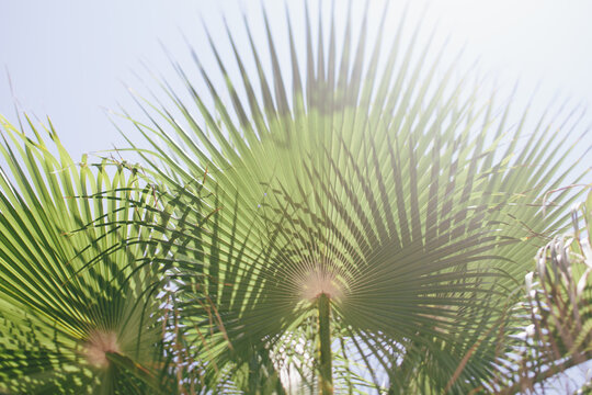 Palm tree leaves