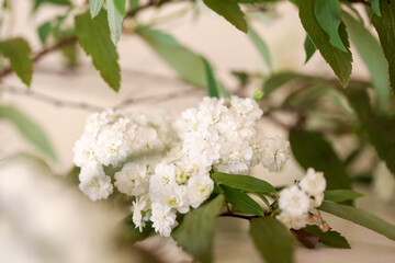 Small delicate flowers on white background 