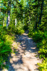 dense green forest. Summer winding path between the trees
