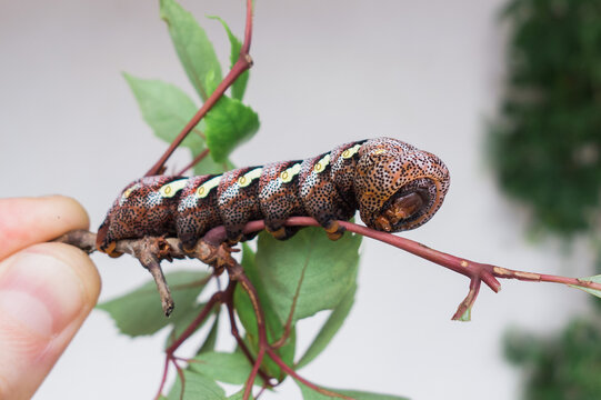 Large caterpillar on host plant