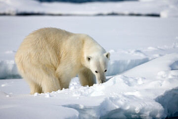 Polar Bear, Svalbard, Norway