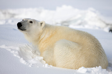 Fototapeta na wymiar Polar Bear, Svalbard, Norway