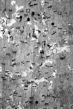 Rusty staples on a publication board