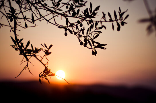 Fototapeta olive branch