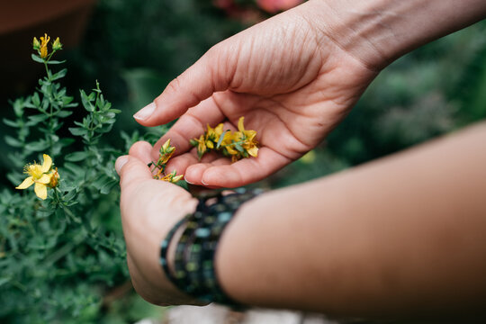 Hands of a woman harvesting marigold flowers