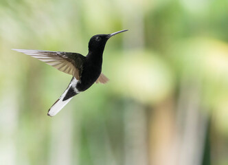 Black Jacobin