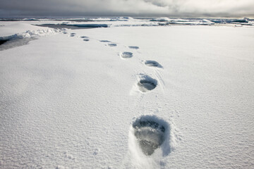 Polar Bear Tracks in Snow, Svalbard, Norway