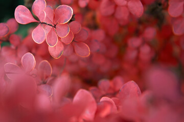 Autumn background, red leaves of barberry at sunset.
