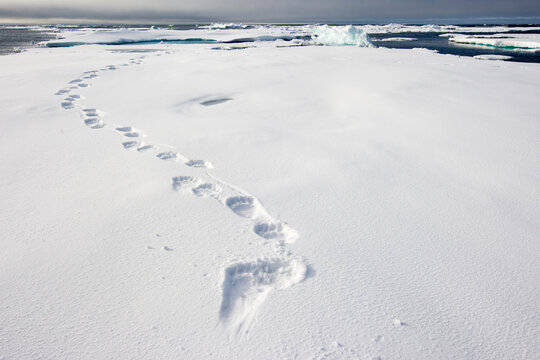 Polar Bear Tracks in Snow, Svalbard, Norway