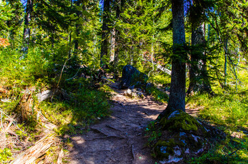 dense green forest. Summer winding path between the trees