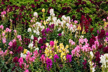 Obraz na płótnie Canvas Snapdragons in Shades of Pink, Yellow, Red, and White Bloom amongst Deep Red Geraniums in a Garden outside of Amsterdam, Netherlands