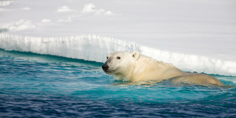 Fototapeta na wymiar Polar Bear, Svalbard, Norway