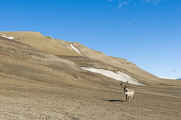 Reindeer, Svalbard, Norway