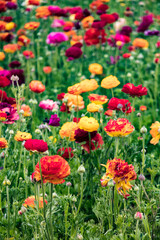 Stalks of Beautiful, Rainbow Colored Ranunculus Flowers Blooming in a Field outside of Amsterdam, Netherlands