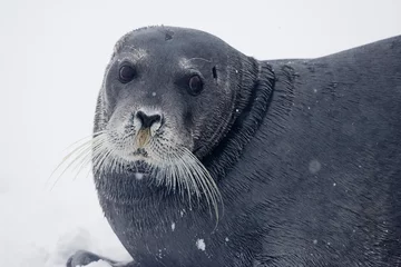Fototapete Bärtierchen Bearded Seal, Svalbard, Norway