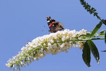 Red admiral butterfly on a butterfly bush