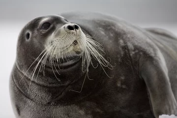 Foto auf Acrylglas Bärtierchen Bearded Seal on Iceberg, Svalbard, Norway