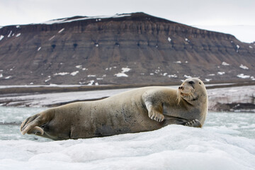 Bearded Seal on Iceberg, Svalbard, Norway