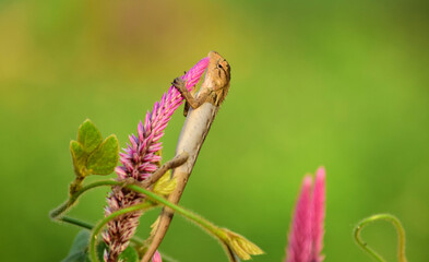 Oriental garden lizard (Calotes versicolor) - Garden lizards on flower, camouflage garden lizards. Close up chameleon details.