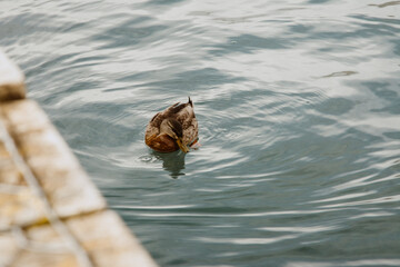 duck in the water