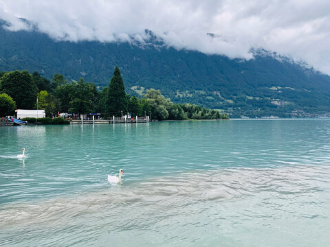 ducks in the lake with mountains landscape