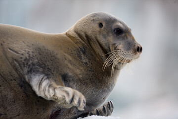 Fototapeta premium Bearded Seal on Iceberg, Svalbard, Norway