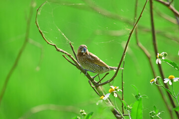 Bird finch - Little bird in the field  (Lonchura punctulata)