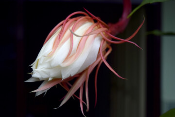 White Epiphyllum anguliger flower in blur background. Flowers that bloom at midnight