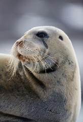Naklejka premium Bearded Seal on Iceberg, Svalbard, Norway
