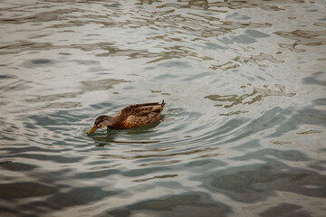 duck swimming in the water