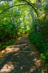 A pleasant walk on a fall day