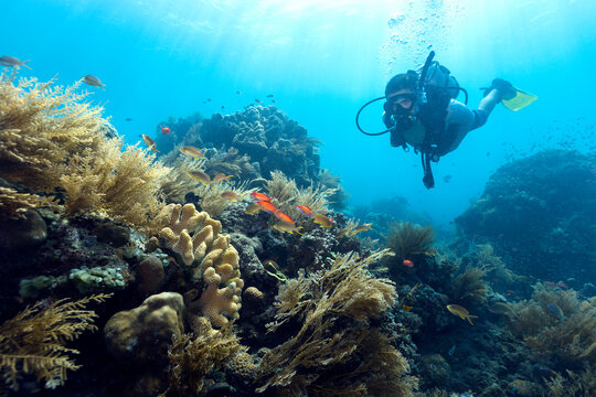 Scuba Diver on the coral reef