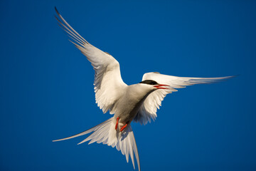 Arctic Tern, Longyearbyen, Svalbard