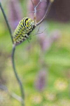 Monarch Caterpillar