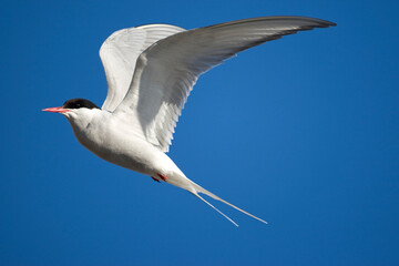 Arctic Tern, Svalbard, Norway