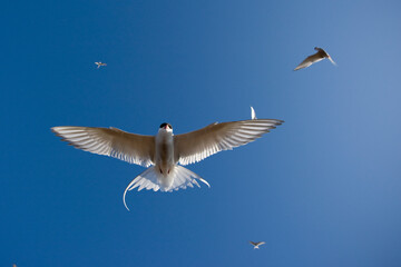 Obraz premium Arctic Terns, Svalbard, Norway