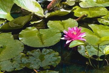 pink water lily