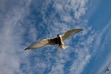 Arctic Tern, Longyearbyen, Svalbard