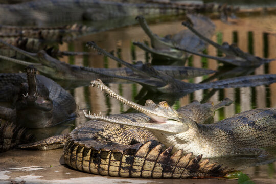 Adult Gharials inside a breeding farm in Chitwan National Park.