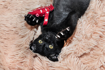 Little black kitten plays with a toy. Domestic pet is a cat.