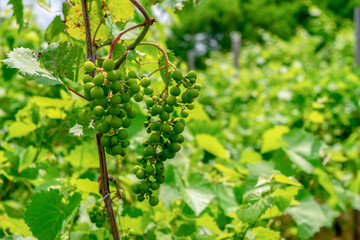 grape vine