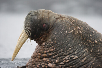 Walrus, Svalbard, Norway