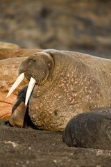 Walrus, Svalbard, Norway