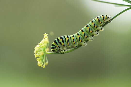 A Caterpillar Eats Parsley