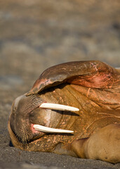 Walrus, Svalbard, Norway
