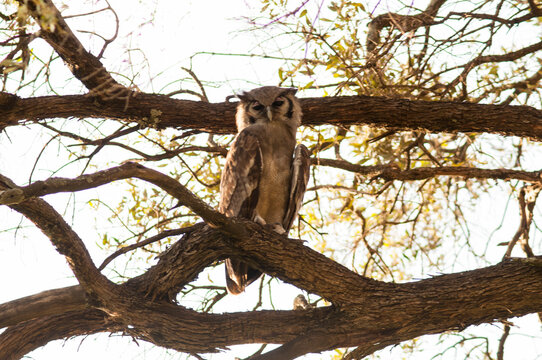 Owl on a branch in Masai Mara National Park, Kenya