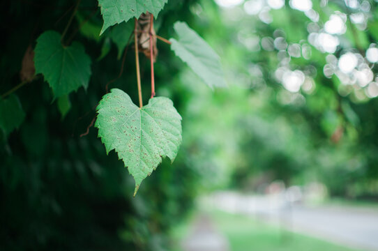 A leaf in the shape of a heart