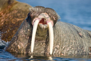 Walrus, Svalbard, Norway