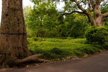 trees in the park